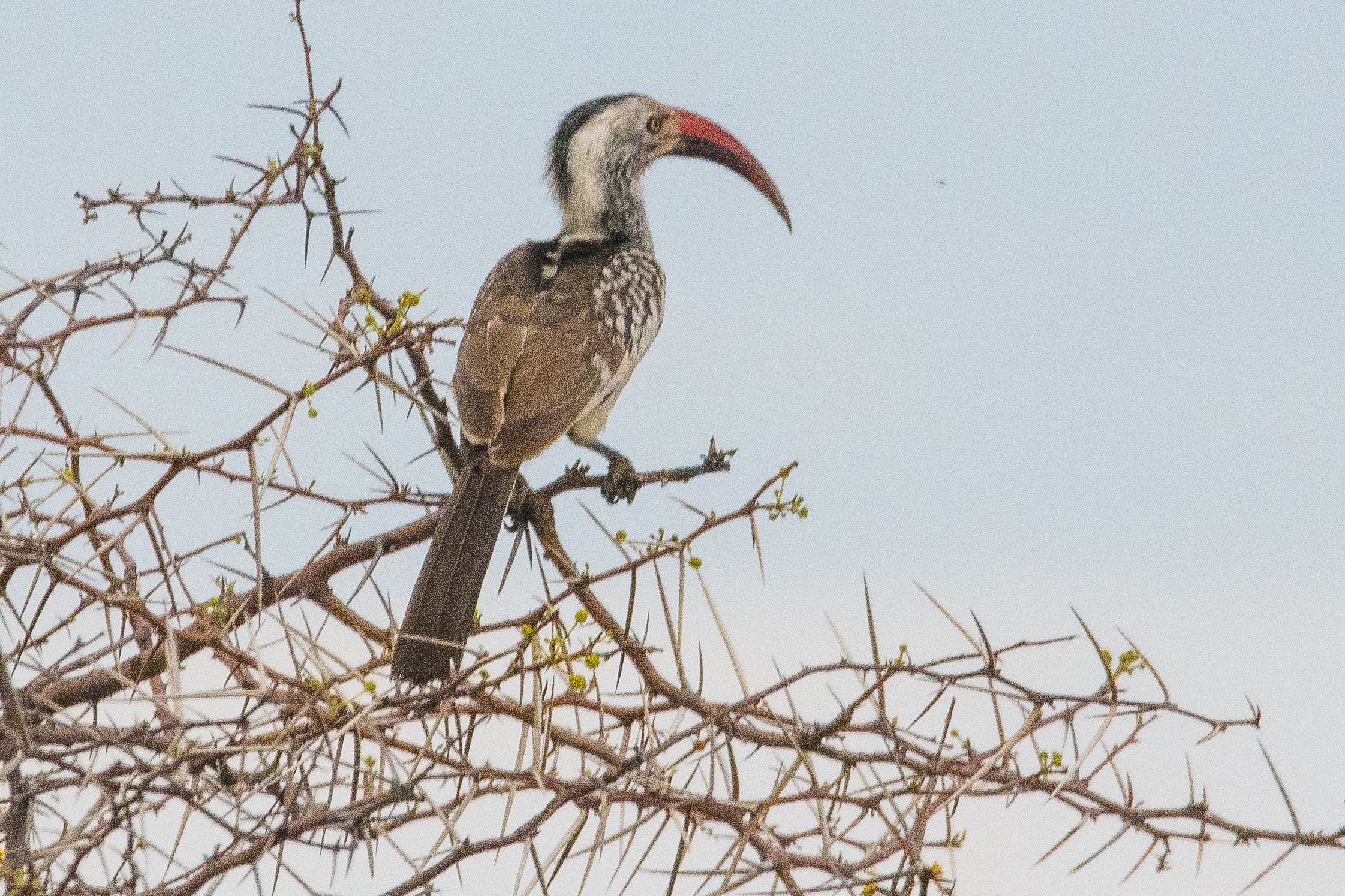 Calao d'Afrique du Sud (Southern red-billed hornbill, Tockus rufirostris), Parc National d'Etosha, Kunene, Namibie.